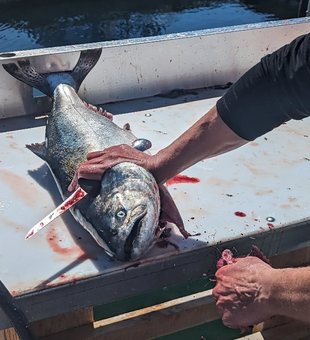 Salmon Reels In Vancouver Island